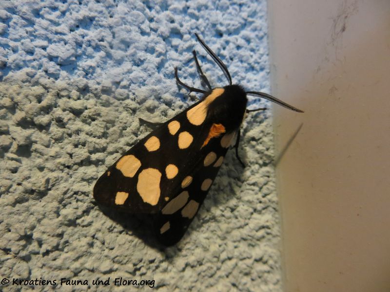 Datei:Epicallia villica Linné, 1758 Vir ♂ 200412 344.JPG