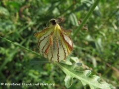 Verblüht, Otok Vir 09/2011