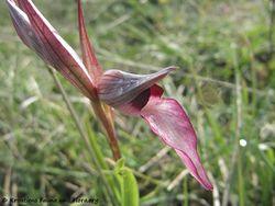 SerapiasLingua Blü3 Vir 140413 2141.jpg