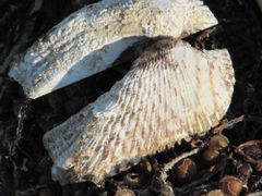 Dieses Tier ist schon länger tot, das Periostracum abgeschliffen, Vir 04/2011