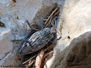 Chalcophora intermedia Rey, 1890 Pako 200711 1075.JPG