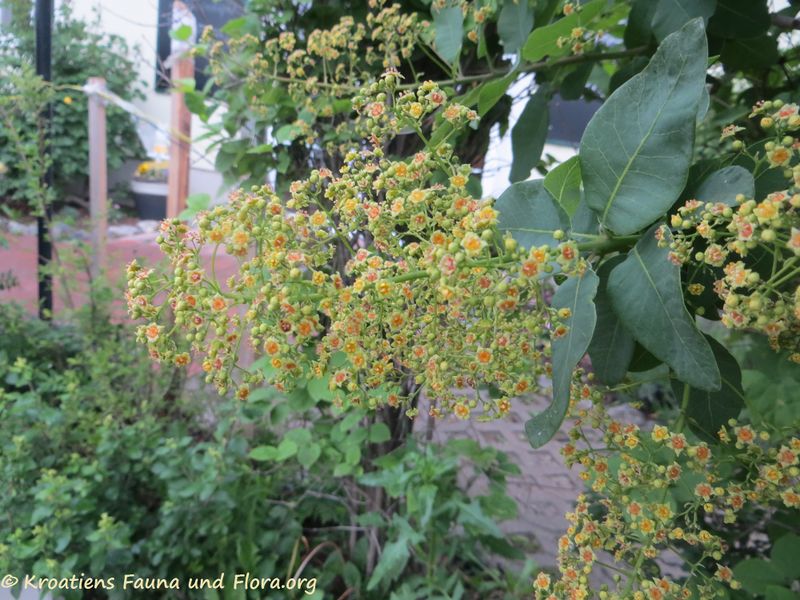 Datei:Cotinus coggygria Scopoli, 1772 Gerasd 190514 1060.JPG