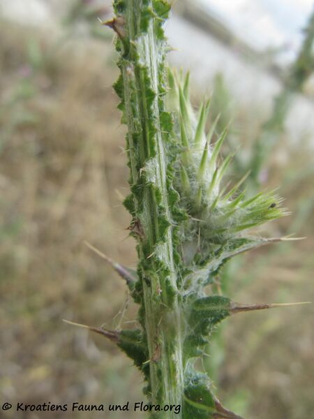 Datei:Stä 1 CardPycno Priv 140528 3753.jpg