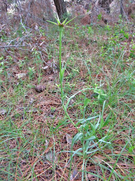 Datei:TragPor Hab Vir 120522 382.JPG