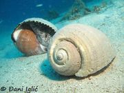 Tonna galea Linné, 1758 - Große Tonnenschnecke, bačvaš. Fundort: Đani Iglić , Zlarin 01/2020, 27 Meter Tiefe, Streng geschütztes Tier , Meerestier