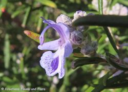 16.01.2024 – Frühlingserwachen in N-Dalmatien