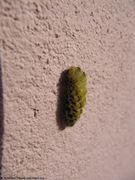 Die Raupe spinnt sich ein, Vir 04/2015