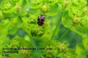 Anth scro TH 120429 558d.jpg