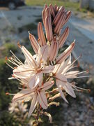 Asphodelus aestivus Brotero, 1804 - Ästiger Affodil, primorski čepljez. Fundort: Vir 05/2012, Heilpflanze, Essbare Pflanze