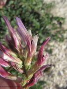 Otok Vir 03/2014 – Eventuell spp. illyricus