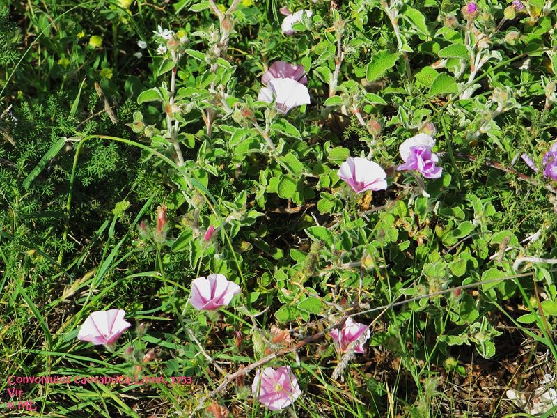 Datei:Convolvulus cantabrica Linné, 1753, Vir 120518 128.jpg