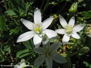Ornithogalum comosum Linné, 1756 - Schopf-Milchstern, kitnjasto ptičje mlijeko. Fundort: Zadar 04/2013, Giftpflanze