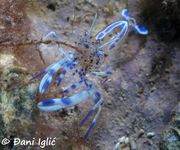 Periclimenes amethysteus Risso, 1827 - Gebänderte Partner-Garnele, ametistna kozica. Fundort: Karlobag 01/2020, Endemisch im Mittelmeer, Meerestier