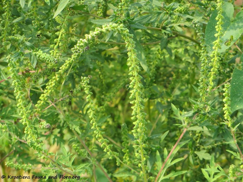 Datei:Ambrosia artemisiifolia Linné, 1753 OdDo 181009 15357.jpg