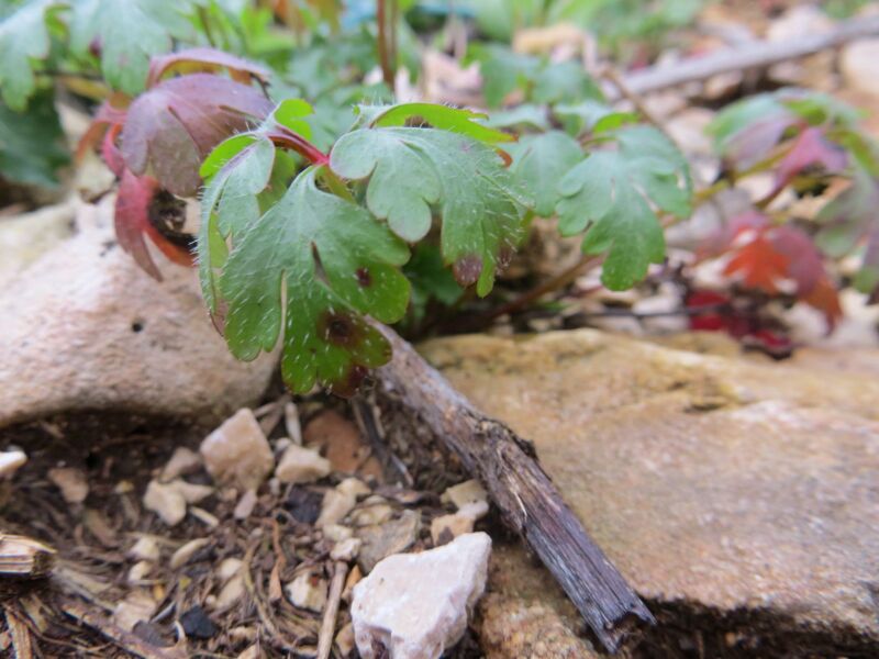 Datei:Bla Haar GerPurp Vir 121225 4081.JPG