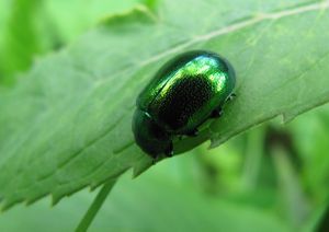 ChrysHer Dünz 130530 2547D.jpg