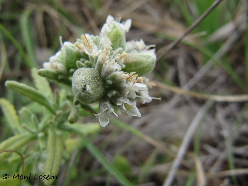 Datei:Copium teucrii Host, 1788 Vir 140625 4288.jpg