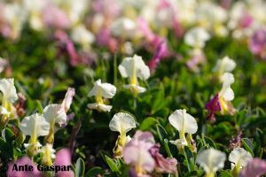 Dalmatocytisus 5.jpg