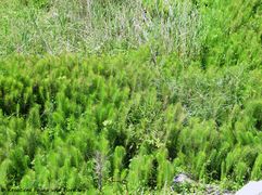 Austrieb im Mai, Grbe