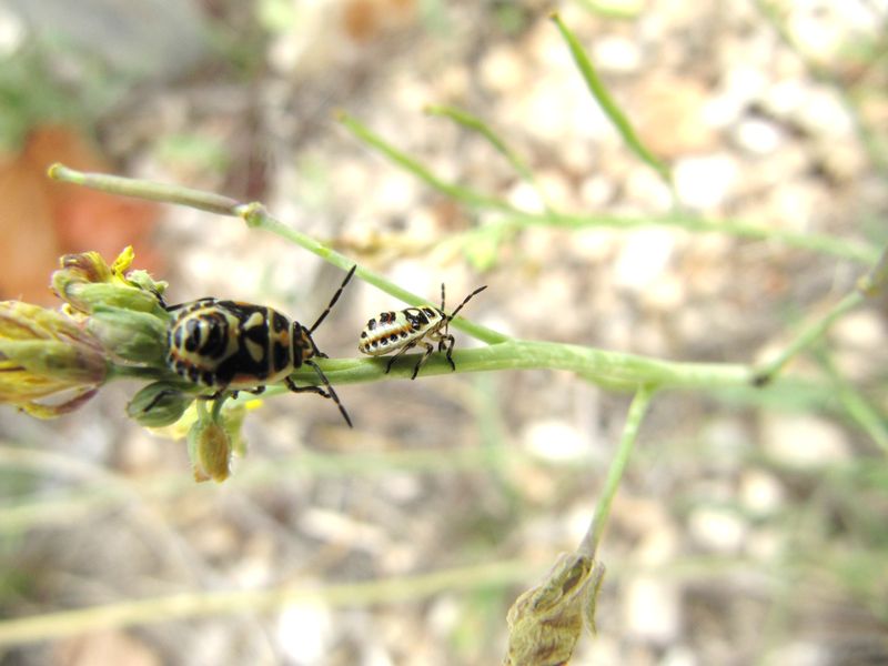 Datei:EuraOrn3 Vir 110907 67.JPG