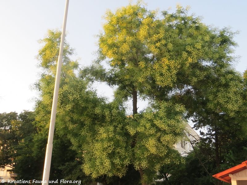 Datei:StyphJap Hab Zad 180702 14325.jpg