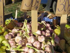 Frischer, junger Knoblauch, bijeli luk aus Metković