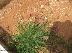 Weit ausgebreitete Pflanze, Otok Vir 05/2012