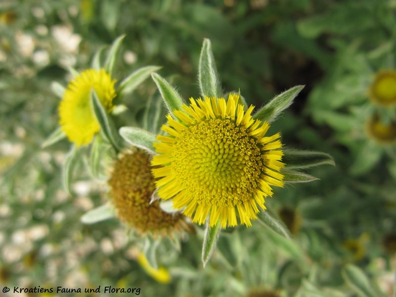 Datei:PalleSpino Nin 110614 25.jpg