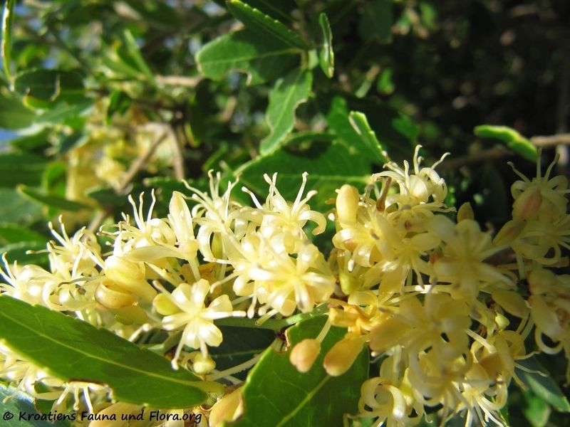 Datei:Smilax aspera Linné, 1753 Vir 131004 4890.jpg