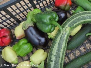 Solanum melongena Linné, 1753 Vir 240913 3722.JPG