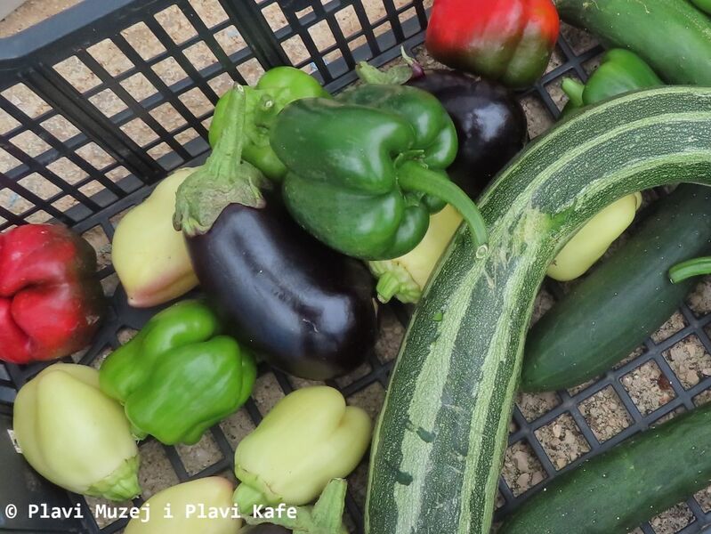 Datei:Solanum melongena Linné, 1753 Vir 240913 3722.JPG