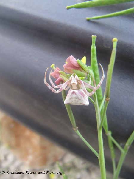 Datei:Thomisus onustus Walckenaer, 1806 Vir 160626 8954 k.jpg