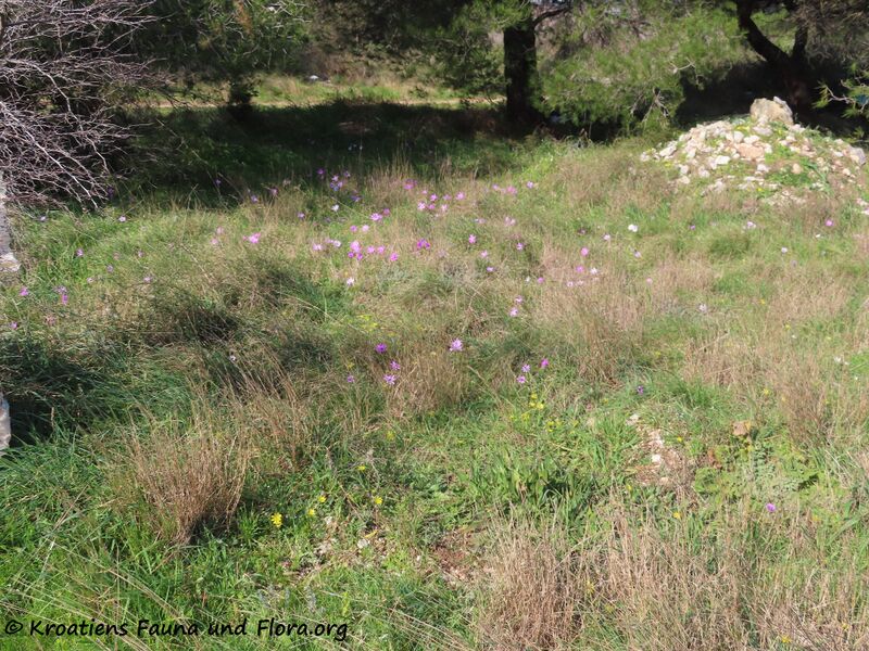 Datei:Anemone hortensis Linné, 1753 VraSee 210227 1683.JPG
