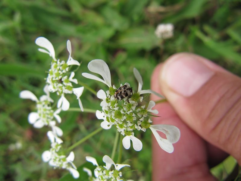 Datei:Anthrenus verbasci Linné, 1767, Kož 130427 1174.jpg