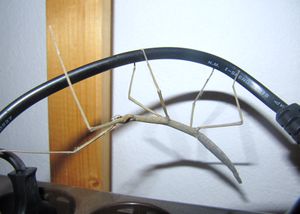 Bac ross Vir 141027 6350.JPG