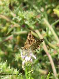 Carcharodus alceae Vir 110908 17.jpg