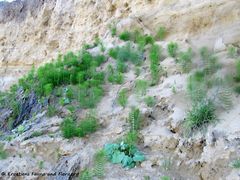 Auch in der darüberliegenden Böschung wachsen sie