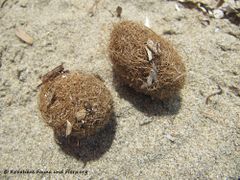 Seeball, Vir 06/2012