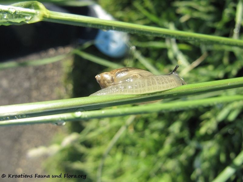 Datei:Succinea putris Linné, 1758 TH 130521 2035.jpg