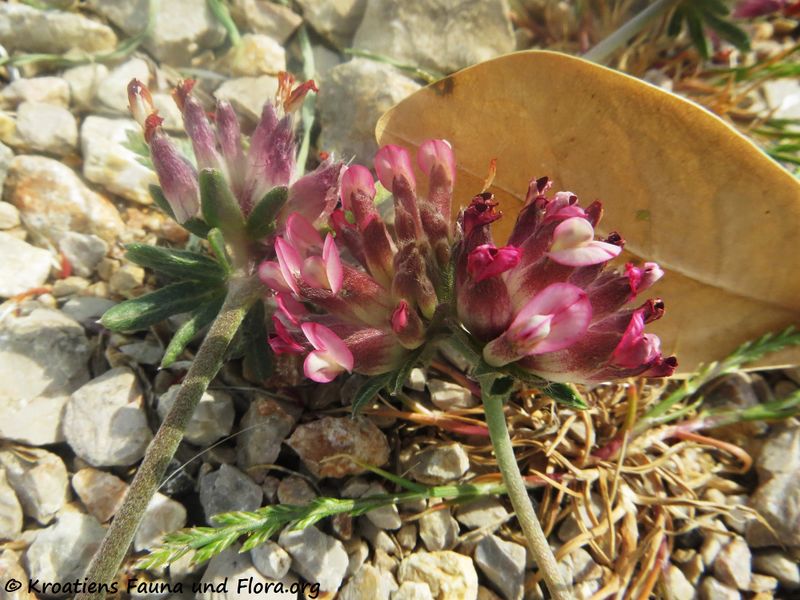 Datei:Anthyllis vulneraria Linné, 1753, Vir 200426 478.JPG
