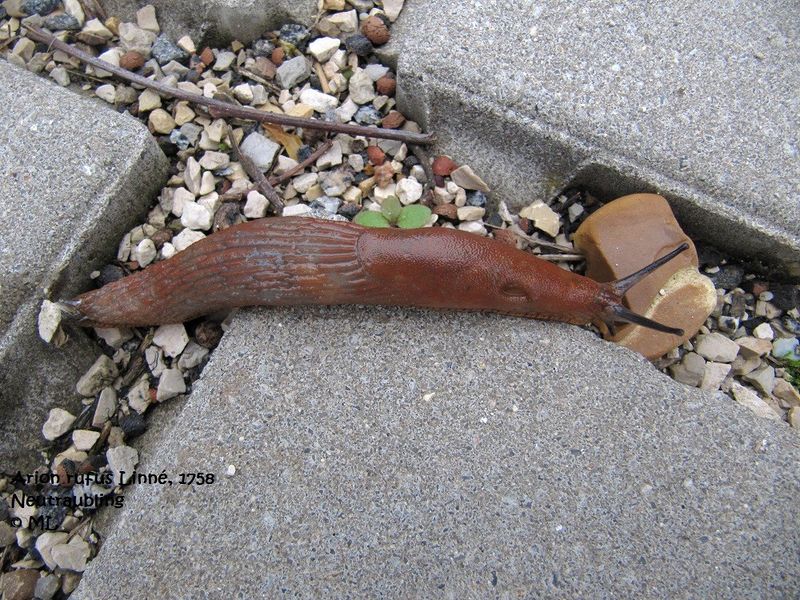 Datei:Ari ruf Neutr 1110923 01.jpg