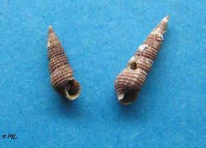 Bitt ret Vir 100905.jpg