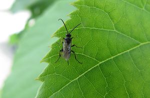 Cali ann Hes 120706 328Dd.jpg