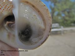 Das kalkige Operculum, Vir 09/2011