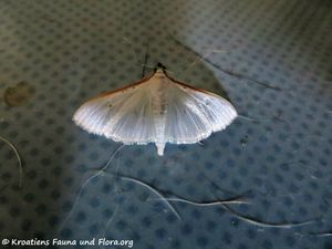 Palpita vitrealis Rossi, 1794 Vir 190916 1542.jpg