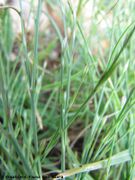 Knospen, Nin 05/2012