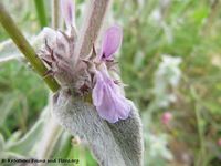 Stachys cretica L. ssp. salviifolia (Tenore) Rechinger f., 1937 - Kretischer Ziest, kaduljolisti čistac. Fundort: Vir 05/2014, Zierpflanze, Heilpflanze