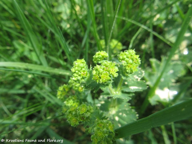 Datei:Alchemilla glaucescens Wallroth, 1840 Kulz 180501 13353.jpg