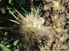 CardNu Samen Vra 140622 4240.jpg