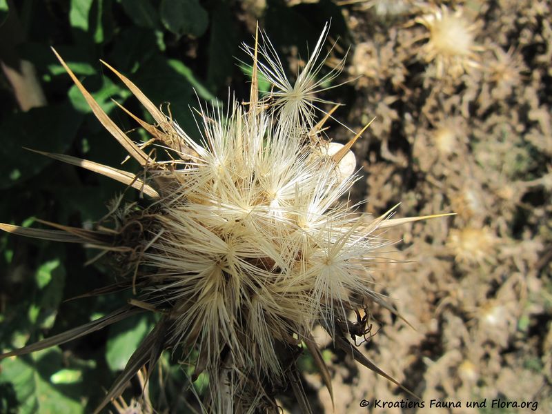 Datei:CardNu Samen Vra 140622 4240.jpg